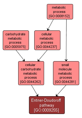 GO:0009255 - Entner-Doudoroff pathway (interactive image map)