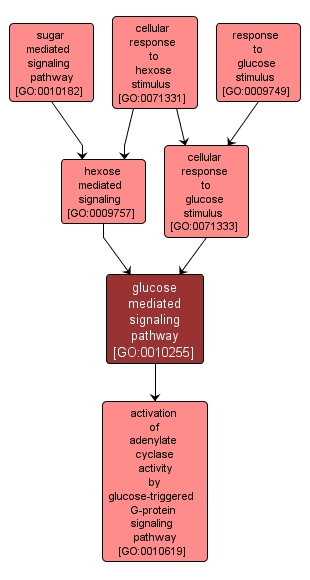 GO:0010255 - glucose mediated signaling pathway (interactive image map)