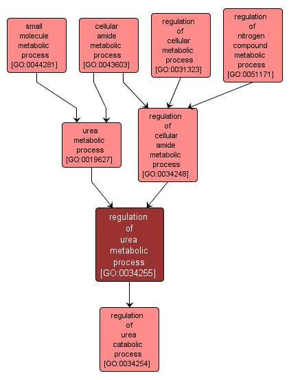 GO:0034255 - regulation of urea metabolic process (interactive image map)