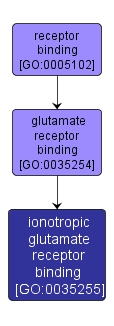 GO:0035255 - ionotropic glutamate receptor binding (interactive image map)