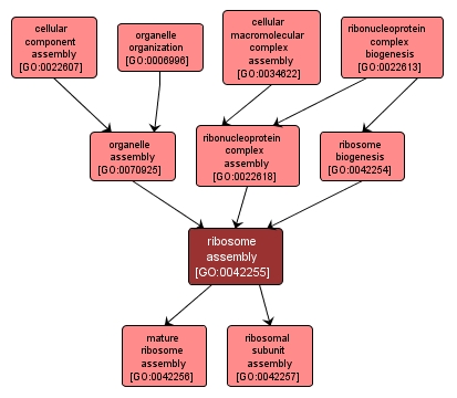 GO:0042255 - ribosome assembly (interactive image map)