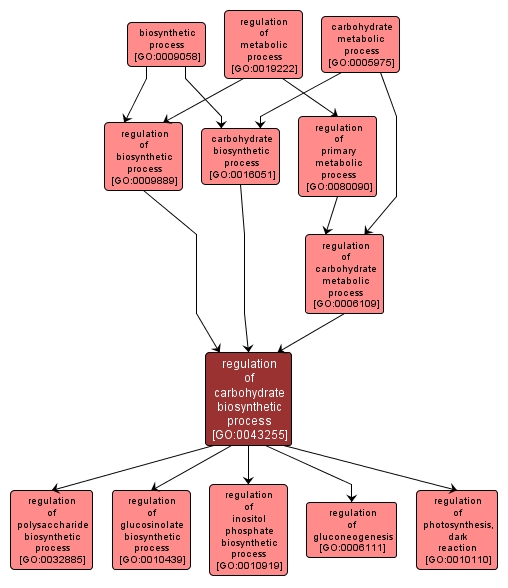 GO:0043255 - regulation of carbohydrate biosynthetic process (interactive image map)