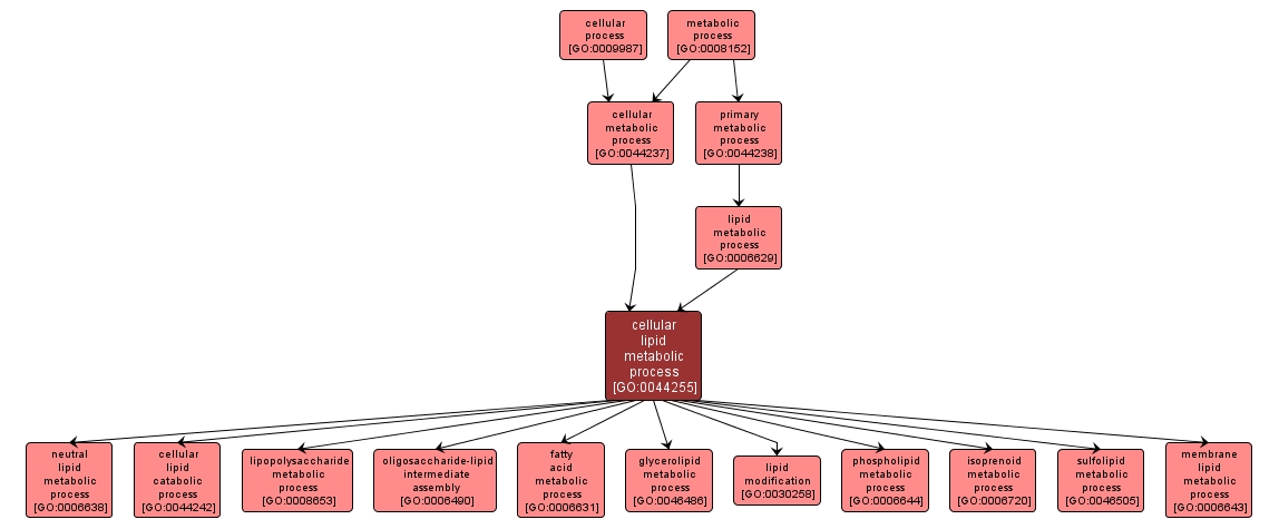 GO:0044255 - cellular lipid metabolic process (interactive image map)