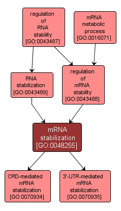 GO:0048255 - mRNA stabilization (interactive image map)