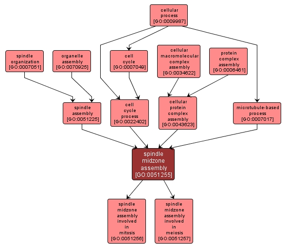 GO:0051255 - spindle midzone assembly (interactive image map)