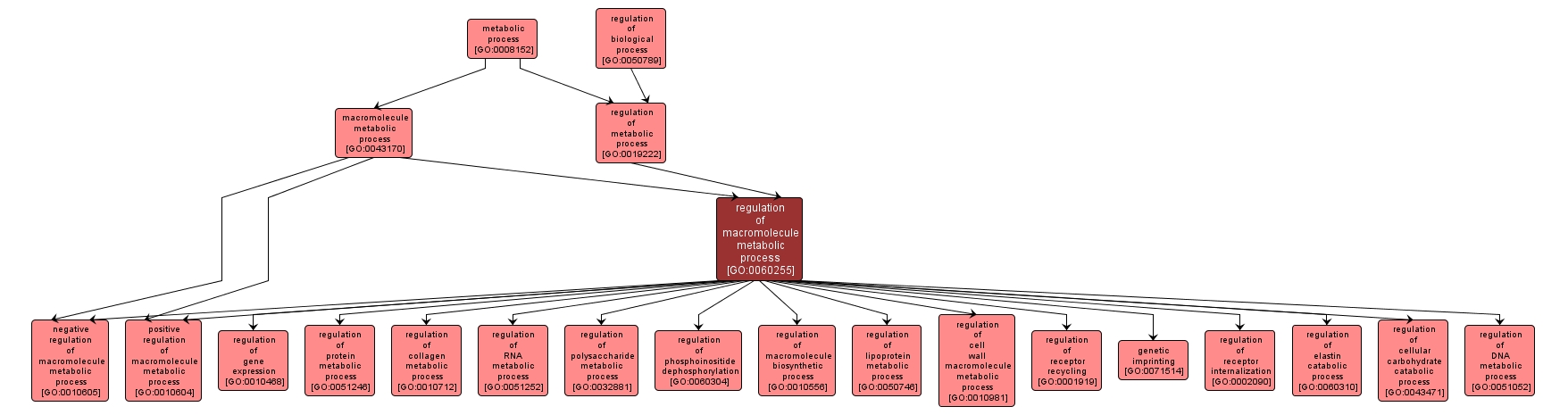 GO:0060255 - regulation of macromolecule metabolic process (interactive image map)