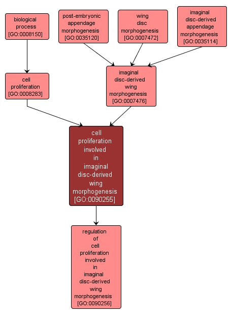 GO:0090255 - cell proliferation involved in imaginal disc-derived wing morphogenesis (interactive image map)