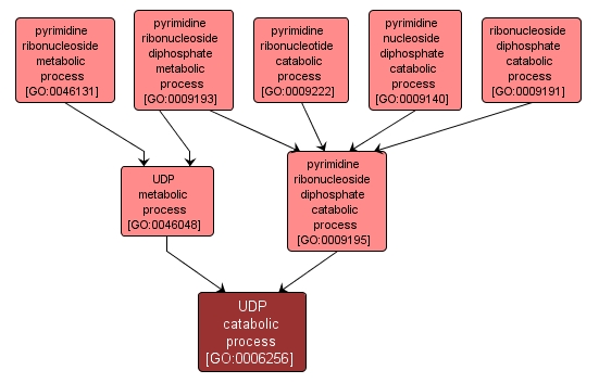 GO:0006256 - UDP catabolic process (interactive image map)
