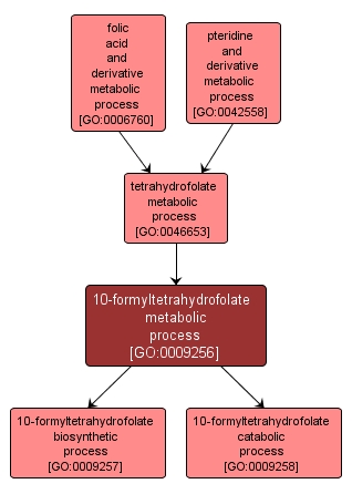 GO:0009256 - 10-formyltetrahydrofolate metabolic process (interactive image map)