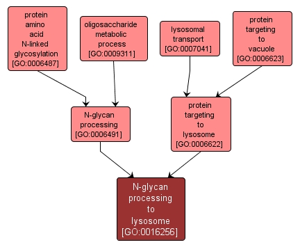 GO:0016256 - N-glycan processing to lysosome (interactive image map)