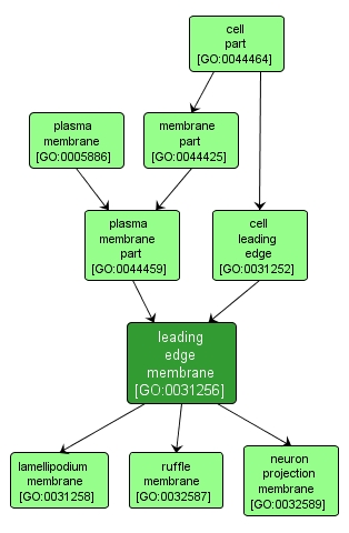 GO:0031256 - leading edge membrane (interactive image map)