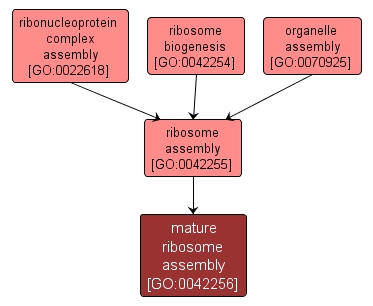 GO:0042256 - mature ribosome assembly (interactive image map)
