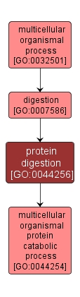 GO:0044256 - protein digestion (interactive image map)