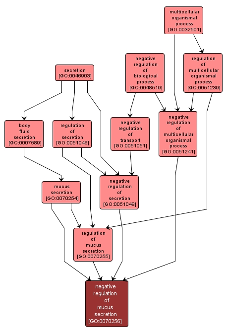 GO:0070256 - negative regulation of mucus secretion (interactive image map)