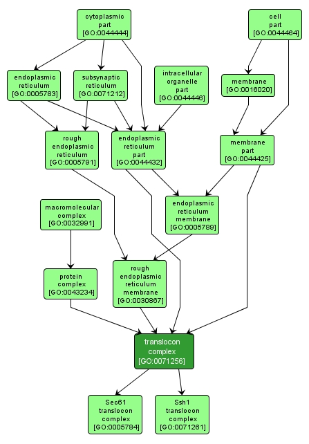 GO:0071256 - translocon complex (interactive image map)