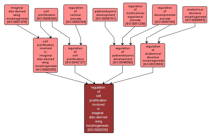 GO:0090256 - regulation of cell proliferation involved in imaginal disc-derived wing morphogenesis (interactive image map)