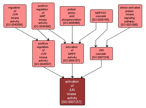 GO:0007257 - activation of JUN kinase activity (interactive image map)