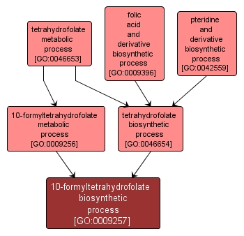 GO:0009257 - 10-formyltetrahydrofolate biosynthetic process (interactive image map)