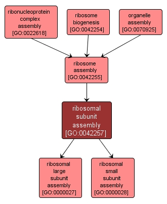GO:0042257 - ribosomal subunit assembly (interactive image map)