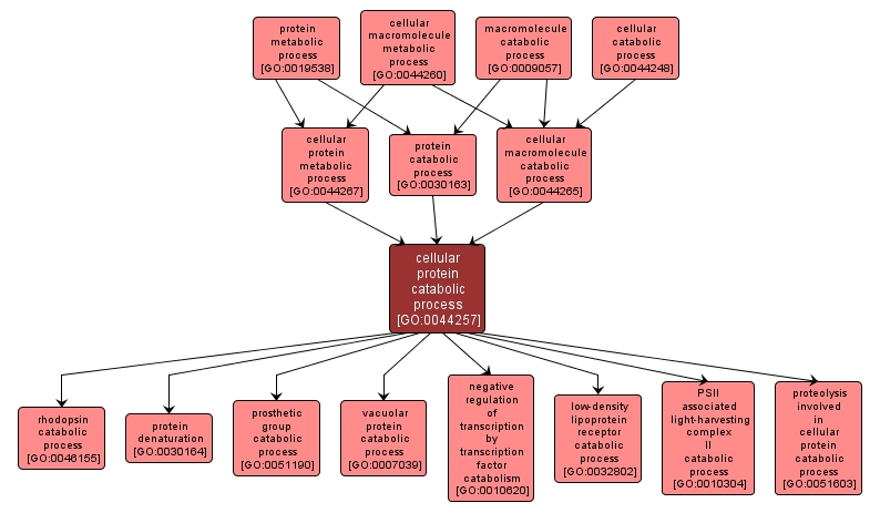 GO:0044257 - cellular protein catabolic process (interactive image map)