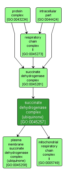 GO:0045257 - succinate dehydrogenase complex (ubiquinone) (interactive image map)