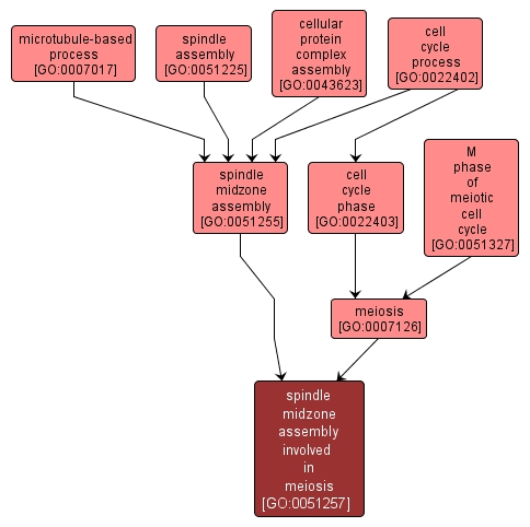 GO:0051257 - spindle midzone assembly involved in meiosis (interactive image map)