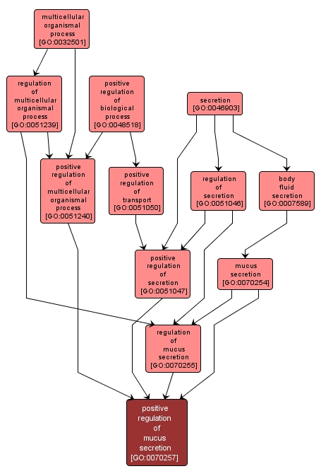 GO:0070257 - positive regulation of mucus secretion (interactive image map)