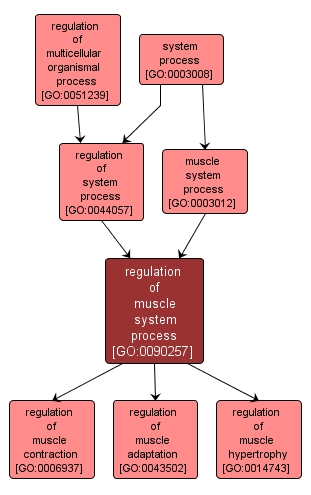 GO:0090257 - regulation of muscle system process (interactive image map)