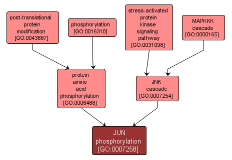 GO:0007258 - JUN phosphorylation (interactive image map)