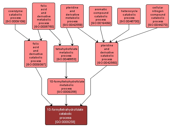 GO:0009258 - 10-formyltetrahydrofolate catabolic process (interactive image map)