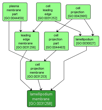 GO:0031258 - lamellipodium membrane (interactive image map)