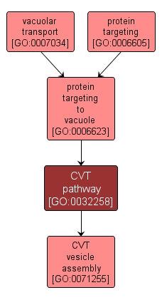 GO:0032258 - CVT pathway (interactive image map)