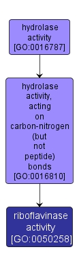 GO:0050258 - riboflavinase activity (interactive image map)