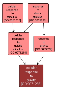 GO:0071258 - cellular response to gravity (interactive image map)