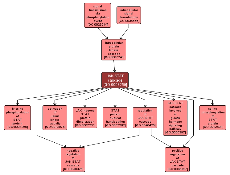 GO:0007259 - JAK-STAT cascade (interactive image map)