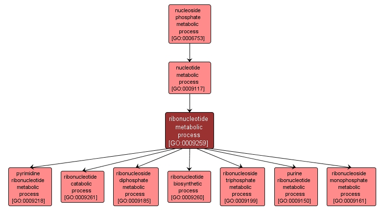 GO:0009259 - ribonucleotide metabolic process (interactive image map)