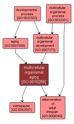 GO:0010259 - multicellular organismal aging (interactive image map)