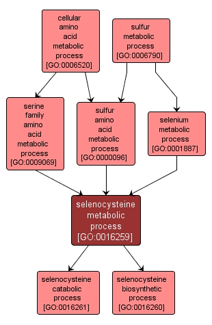 GO:0016259 - selenocysteine metabolic process (interactive image map)