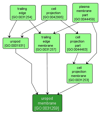GO:0031259 - uropod membrane (interactive image map)