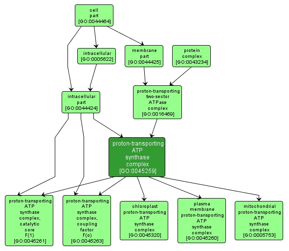 GO:0045259 - proton-transporting ATP synthase complex (interactive image map)