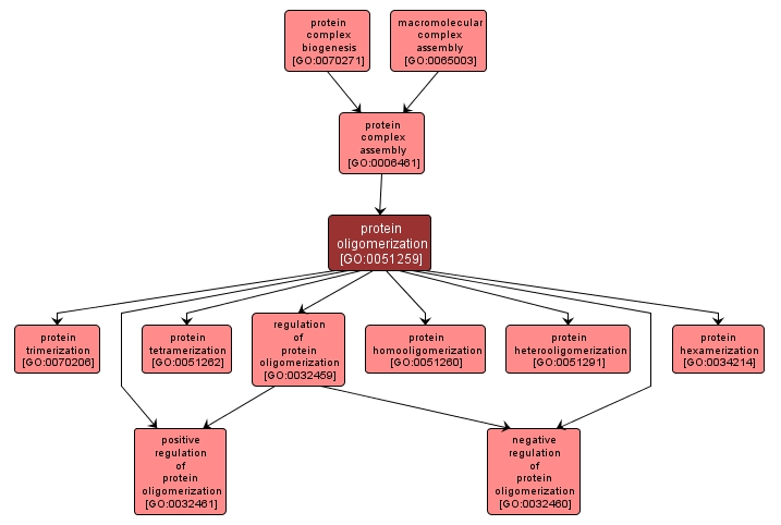 GO:0051259 - protein oligomerization (interactive image map)