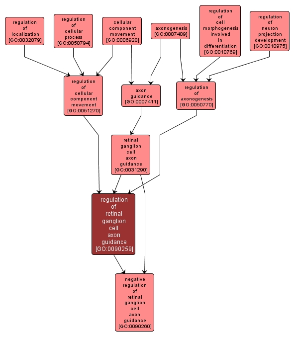 GO:0090259 - regulation of retinal ganglion cell axon guidance (interactive image map)