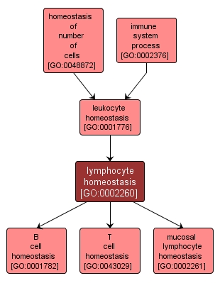 GO:0002260 - lymphocyte homeostasis (interactive image map)