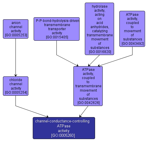 GO:0005260 - channel-conductance-controlling ATPase activity (interactive image map)