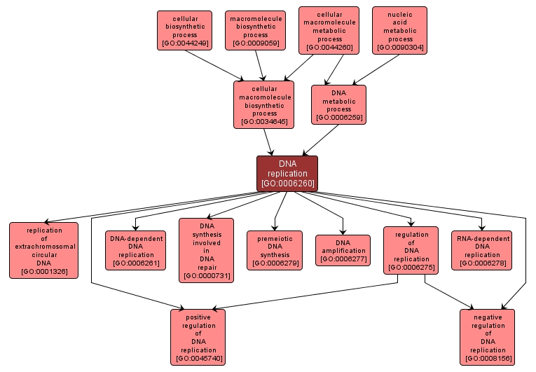 GO:0006260 - DNA replication (interactive image map)