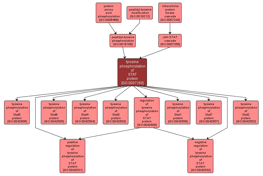 GO:0007260 - tyrosine phosphorylation of STAT protein (interactive image map)