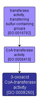 GO:0008260 - 3-oxoacid CoA-transferase activity (interactive image map)