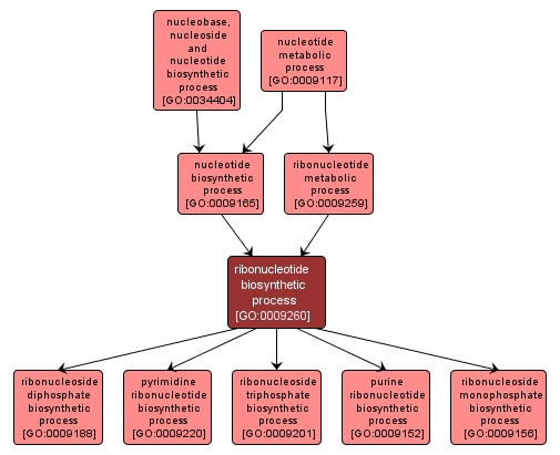 GO:0009260 - ribonucleotide biosynthetic process (interactive image map)