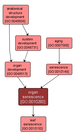 GO:0010260 - organ senescence (interactive image map)
