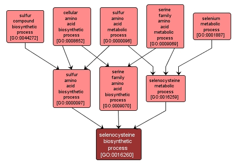 GO:0016260 - selenocysteine biosynthetic process (interactive image map)